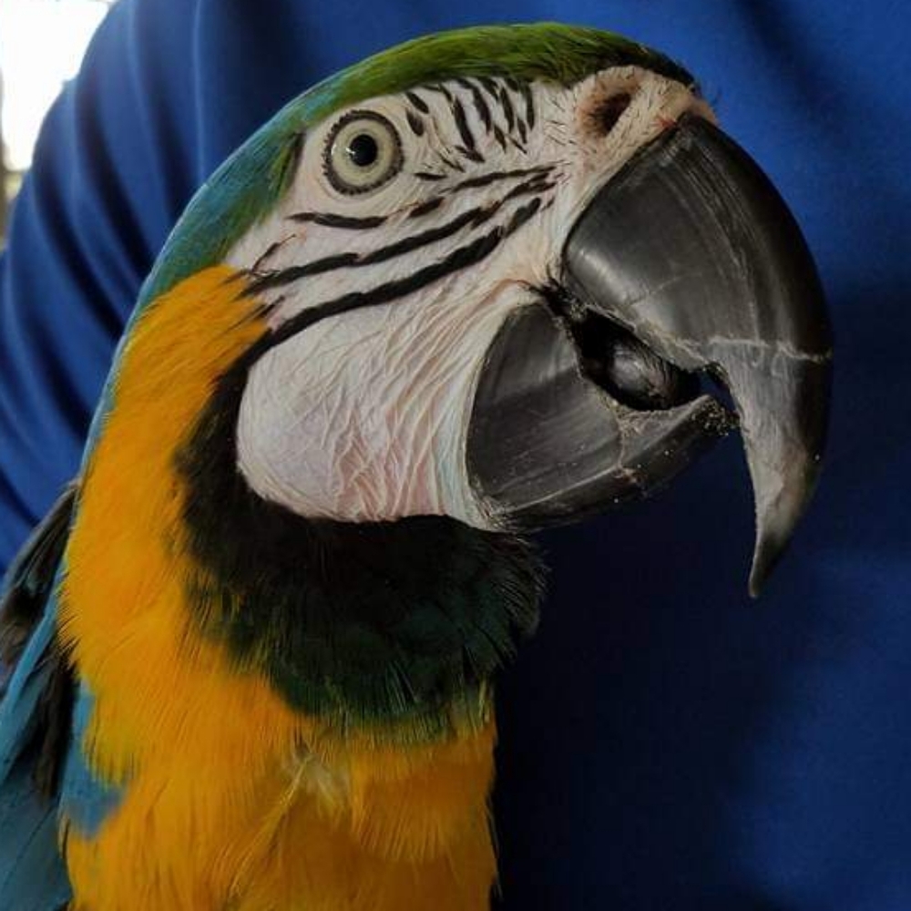 Max's Vet Sale - Lularoe